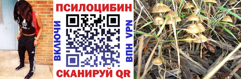 магазин продажи наркотиков  нарко площадка клад  Псилоцибиновые грибы GOLDEN TEACHER  Эртиль 